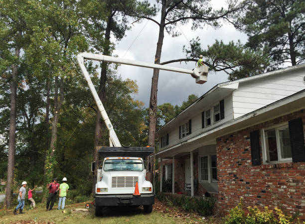 Best Aeration Services  in Cedartown, GA